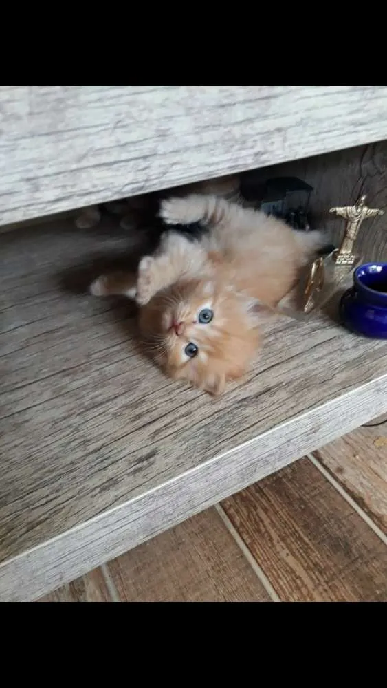 Gato ra a Angorá idade 1 ano nome Simba