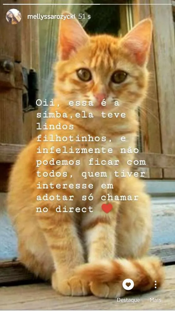 Gato ra a Angorá idade 1 ano nome Simba