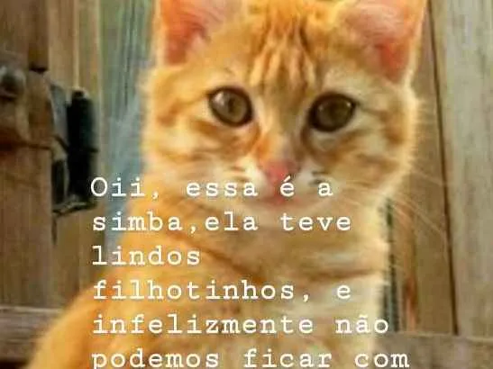 Gato ra a Angorá idade 1 ano nome Simba