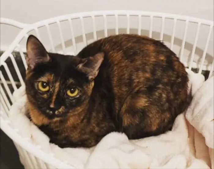 Gato ra a SRD idade 1 ano nome Esther 