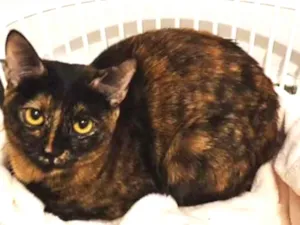 Gato raça SRD idade 1 ano nome Esther 