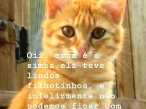Gato raça Angorá idade 1 ano nome Simba