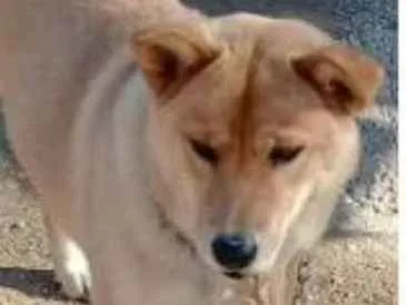 Cachorro raça Chowxhow com pastor alemão idade 2 anos nome Aika