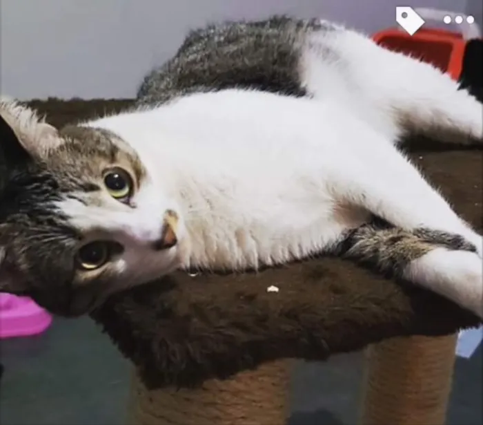 Gato ra a SRD idade 2 a 6 meses nome Nico