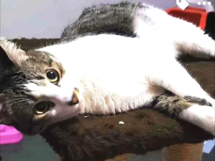 Gato ra a SRD idade 2 a 6 meses nome Nico