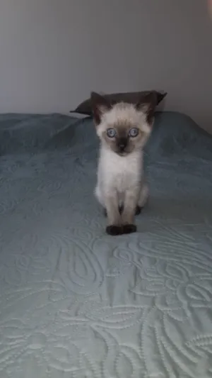 Gato raça Siamês  idade Abaixo de 2 meses nome Luke