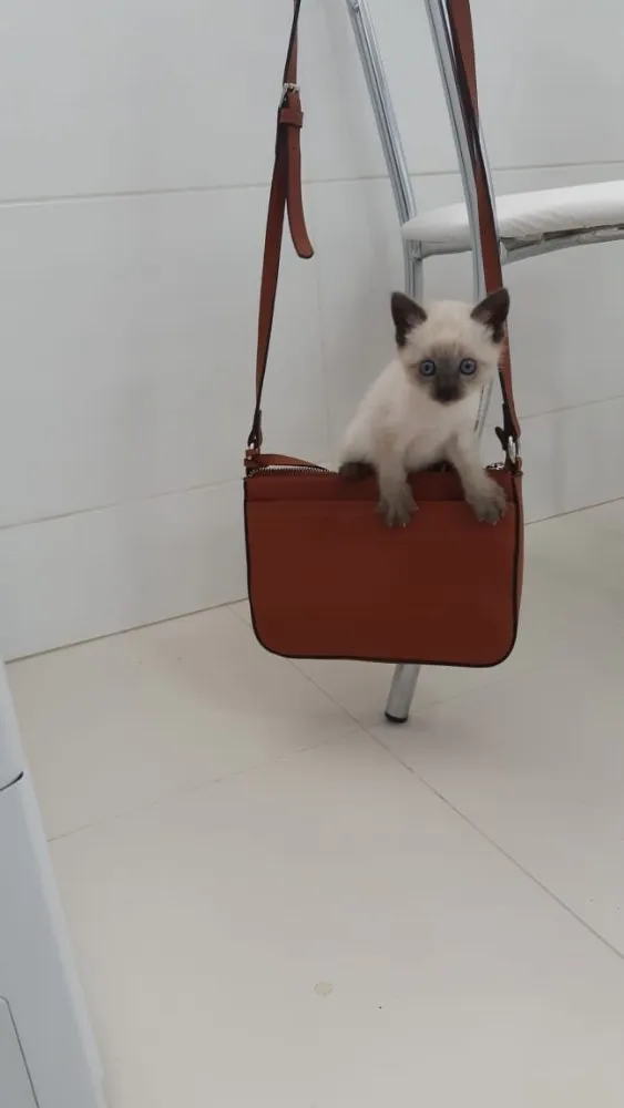 Gato ra a Siamês  idade Abaixo de 2 meses nome Luke