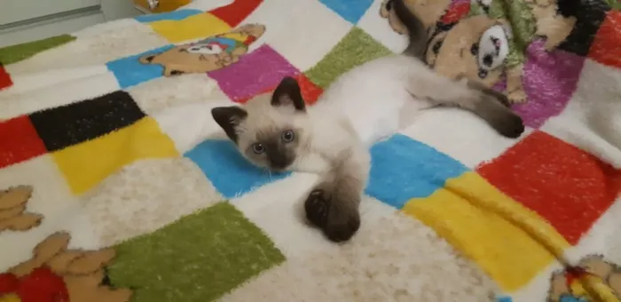 Gato ra a Siamês  idade Abaixo de 2 meses nome Luke