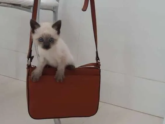Gato ra a Siamês  idade Abaixo de 2 meses nome Luke