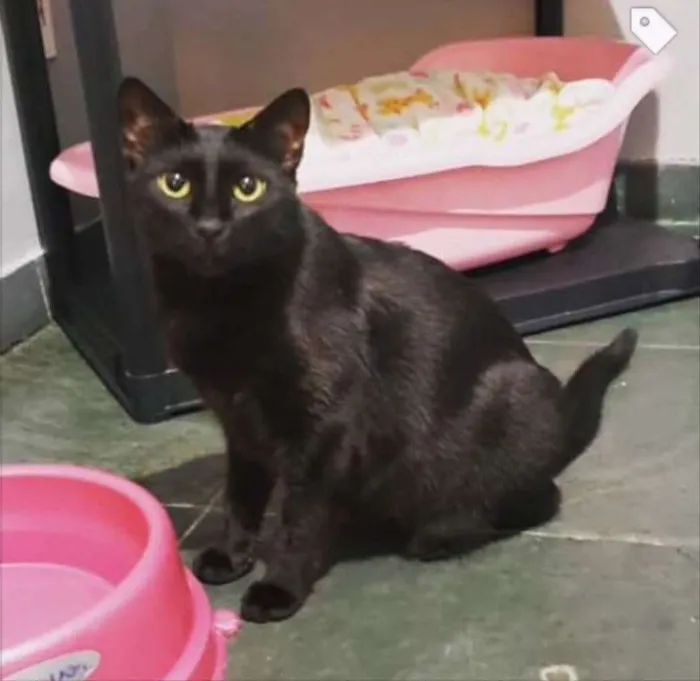 Gato ra a SRD idade 7 a 11 meses nome Max 