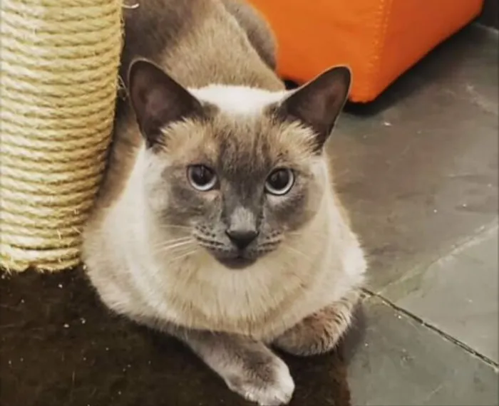 Gato ra a SRD idade  nome Charlie 
