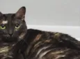 Bolinha 