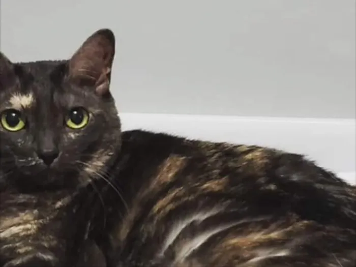 Gato ra a SRD  idade 2 a 6 meses nome Bolinha 