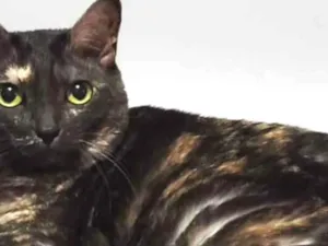 Gato raça SRD  idade 2 a 6 meses nome Bolinha 