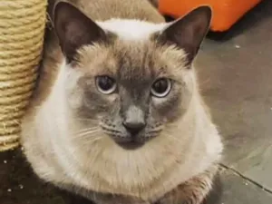 Gato raça SRD idade  nome Charlie 