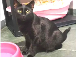 Gato raça SRD idade 7 a 11 meses nome Max 