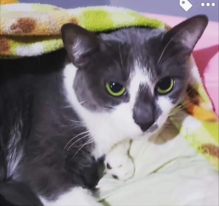 Gato ra a SRD idade 2 a 6 meses nome Dengoso 