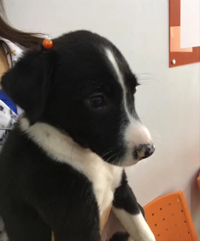 Cachorro ra a SRD idade 2 a 6 meses nome Luke 