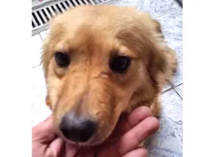 Cachorro raça Mistura de Pastor Alemão  idade 7 a 11 meses nome Fox