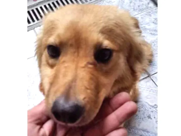 Cachorro ra a Mistura de Pastor Alemão  idade 7 a 11 meses nome Fox