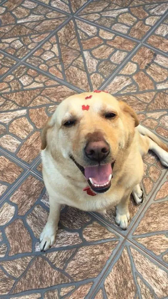 Cachorro raça Labrador idade 6 ou mais anos nome Max e meg 