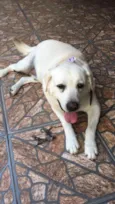 Cachorro raça Labrador idade 6 ou mais anos nome Max e meg 