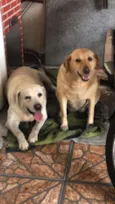 Cachorro raça Labrador idade 6 ou mais anos nome Max e meg 