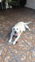 Cachorro raça Labrador idade 6 ou mais anos nome Max e meg 