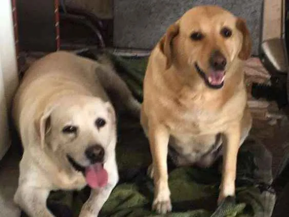 Cachorro raça Labrador idade 6 ou mais anos nome Max e meg 