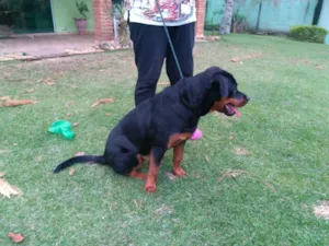 Cachorro raça rottweiler idade  nome não sei