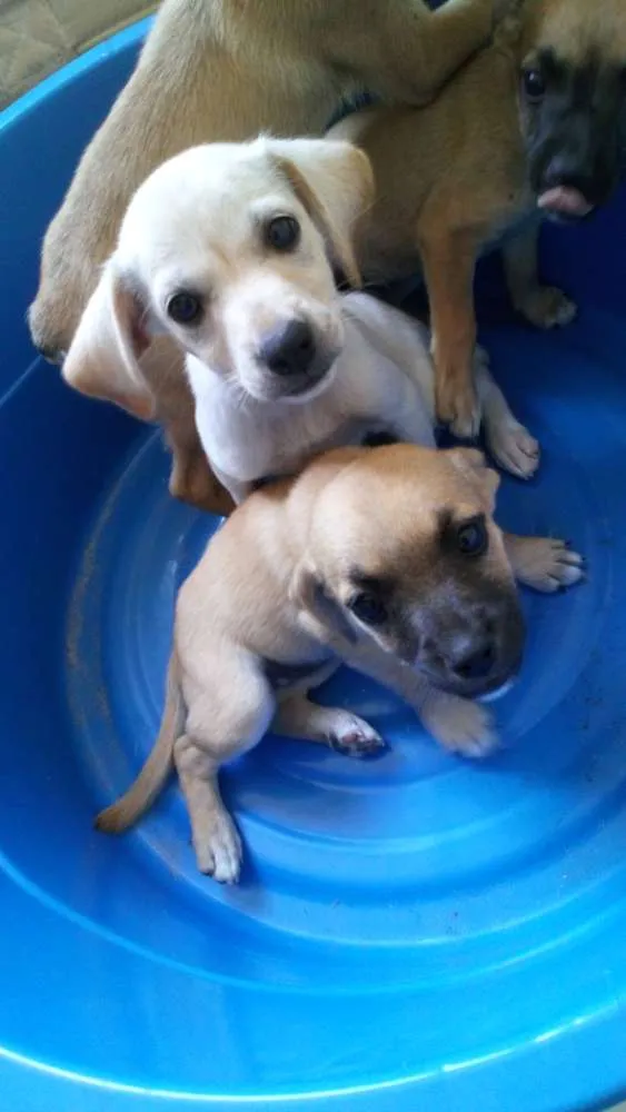 Cachorro raça Sem raça  idade 2 a 6 meses nome Sem nome 