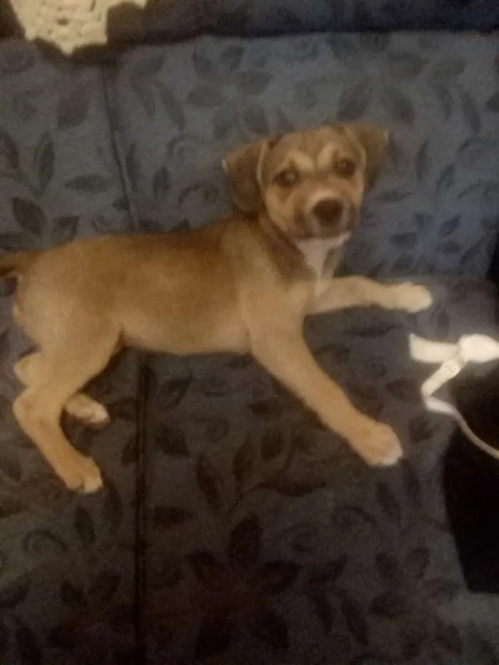 Cachorro ra a Vira lara idade 2 a 6 meses nome Jully