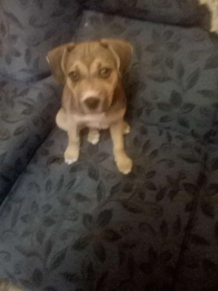Cachorro ra a Vira lara idade 2 a 6 meses nome Jully