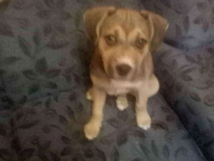 Cachorro ra a Vira lara idade 2 a 6 meses nome Jully
