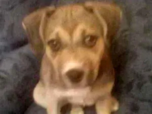 Cachorro raça Vira lara idade 2 a 6 meses nome Jully