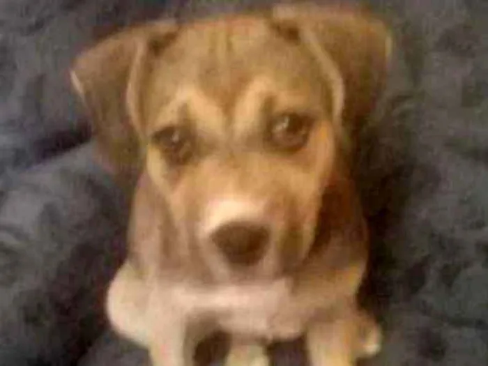 Cachorro ra a Vira lara idade 2 a 6 meses nome Jully