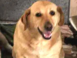 Cachorro raça Labrador idade 6 ou mais anos nome Max e meg 