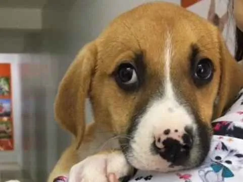 Cachorro ra a SRD idade 2 a 6 meses nome Astro 