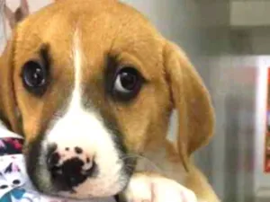 Cachorro raça SRD idade 2 a 6 meses nome Astro 