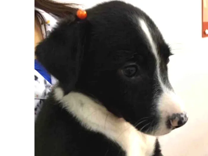 Cachorro ra a SRD idade 2 a 6 meses nome Luke 