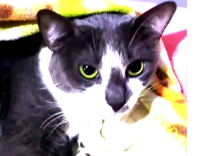 Gato ra a SRD idade 2 a 6 meses nome Dengoso 