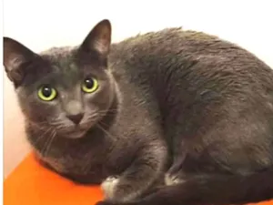 Gato raça SRD idade 2 a 6 meses nome Abel 