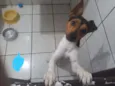 Darwin 