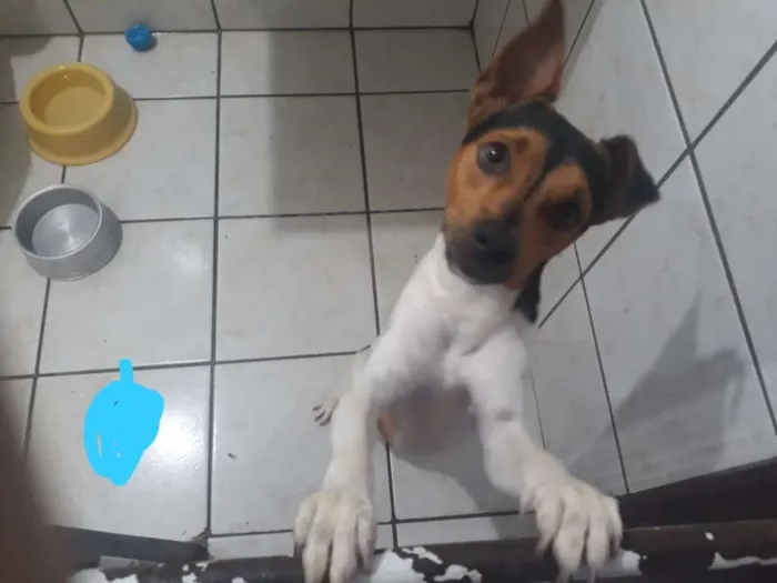 Cachorro raça Fox paulistinha idade 1 ano nome Darwin 