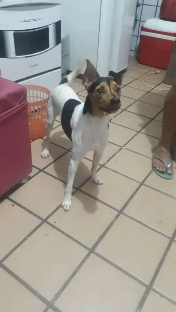 Cachorro raça Fox paulistinha idade 1 ano nome Darwin 