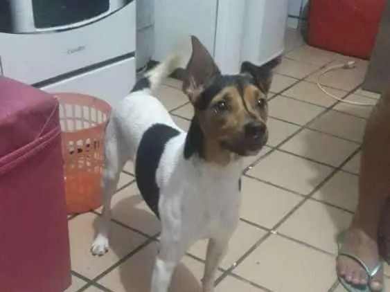 Cachorro raça Fox paulistinha idade 1 ano nome Darwin 