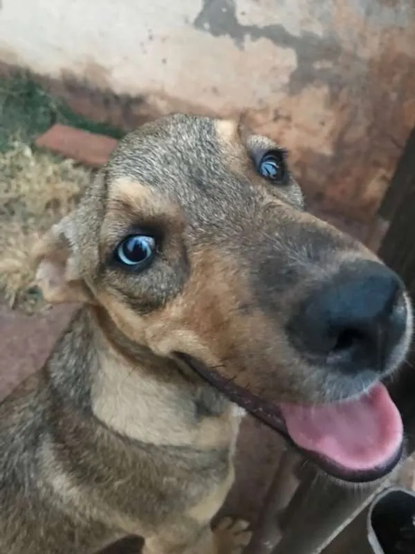 Cachorro ra a vira lata idade 2 a 6 meses nome Ted