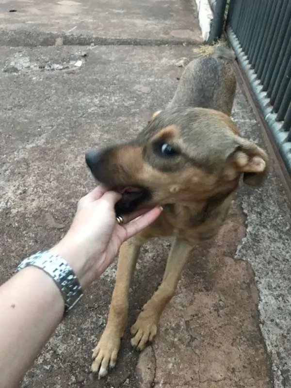 Cachorro ra a vira lata idade 2 a 6 meses nome Ted