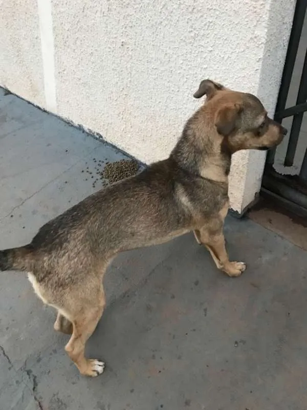 Cachorro ra a vira lata idade 2 a 6 meses nome Ted