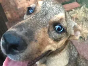 Cachorro raça vira lata idade 2 a 6 meses nome Ted